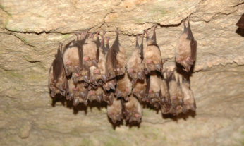 Bat Extermination
