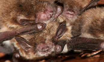 Mortality of Bats